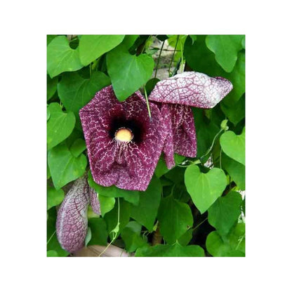  Aristolochia Gigantea (aristoloche) Pot De 3 Litres - 80/100 Cm - Couleur Floraison:violette Et Blanc