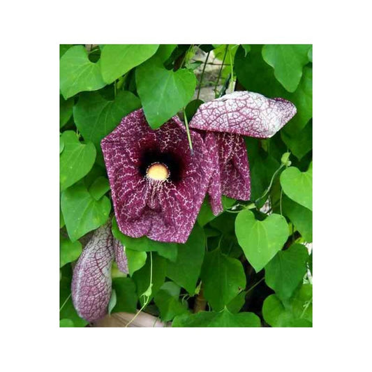  Aristolochia Gigantea (aristoloche) Pot De 3 Litres - 80/100 Cm - Couleur Floraison:violette Et Blanc