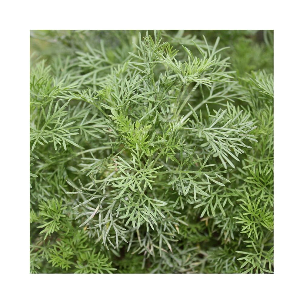  Duo D'herbes Pour Limonade - 1x Herbe à Cola Et 1x Herbe à Limonade En Qualité Bio - 2 Plantes Aromatiques En Pot De 12cm