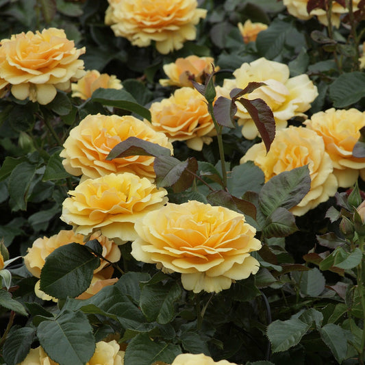 Rosier Amber Queen ® - Le Pot / 3l / Hauteur Livrée 15-40cm