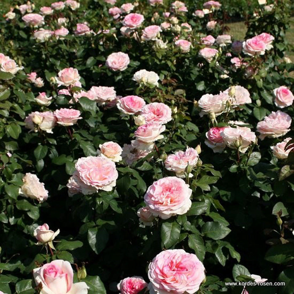  Kordes Eleganza® Rosier - Rosa 'souvenir De Baden-baden'®