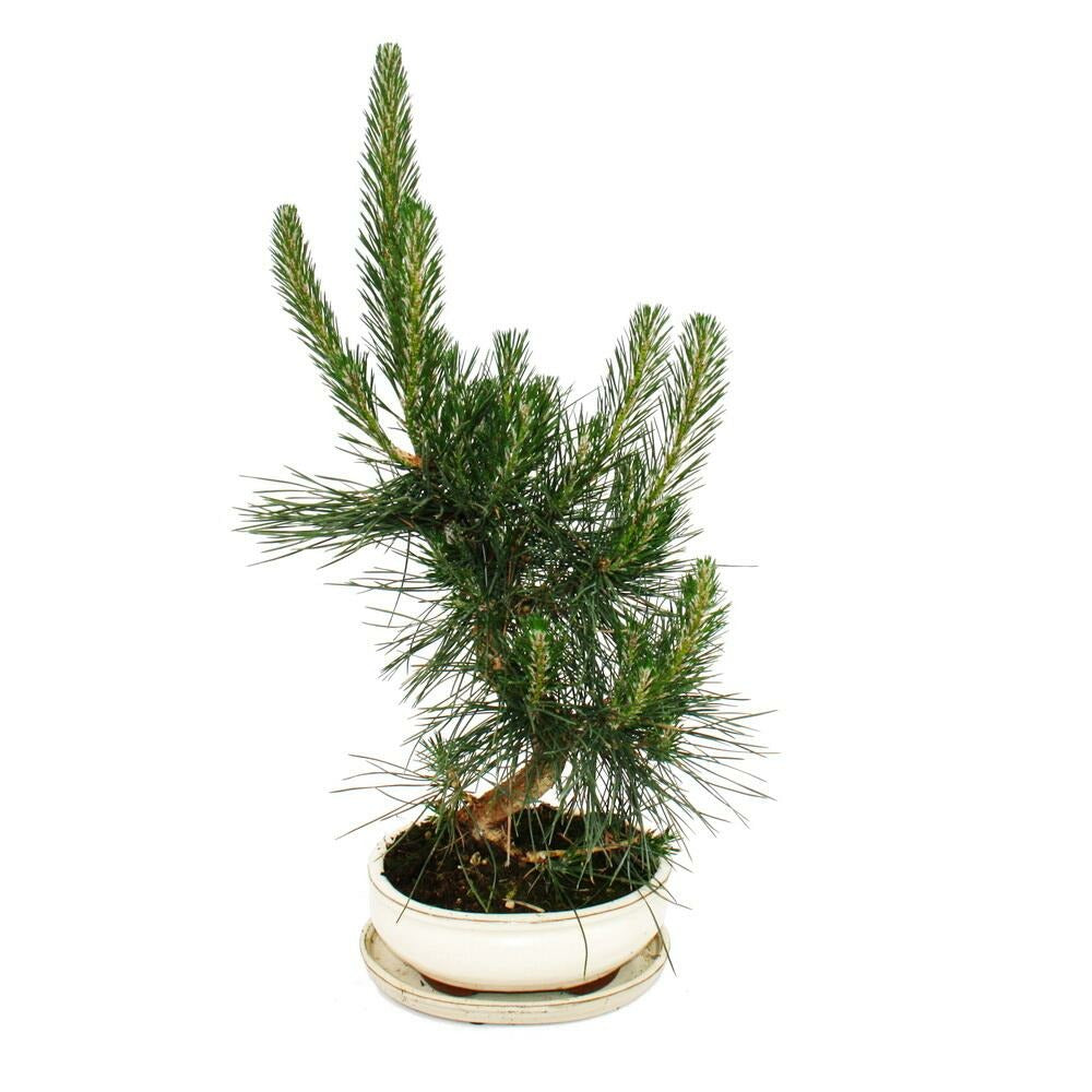  Bonsaï - Pinus Thunbergii - Pin Noir Du Japon - Environ 19 Ans