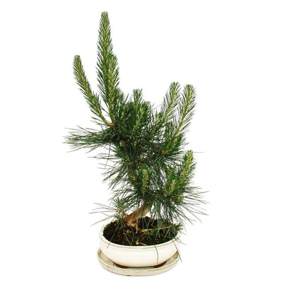  Bonsaï - Pinus Thunbergii - Pin Noir Du Japon - Environ 19 Ans