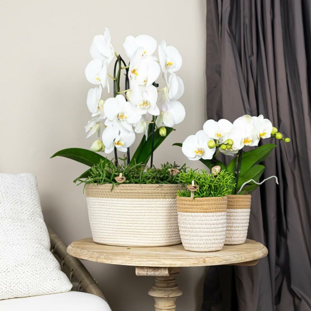  Orchidées Colibris - Orchidée Phalaenopsis Blanche - Chute Du Niagara - Taille Du Pot 12cm - Frais Du Producteur