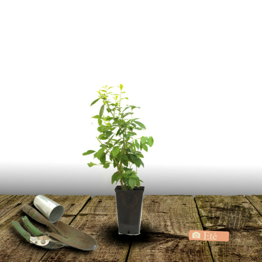  Myrtille Patriot/[-]pot De 1,5l - 20/50 Cm