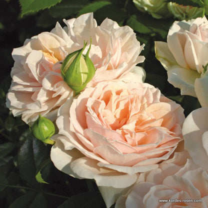  Rosier Kordes - Rosa 'garden Of Roses'®