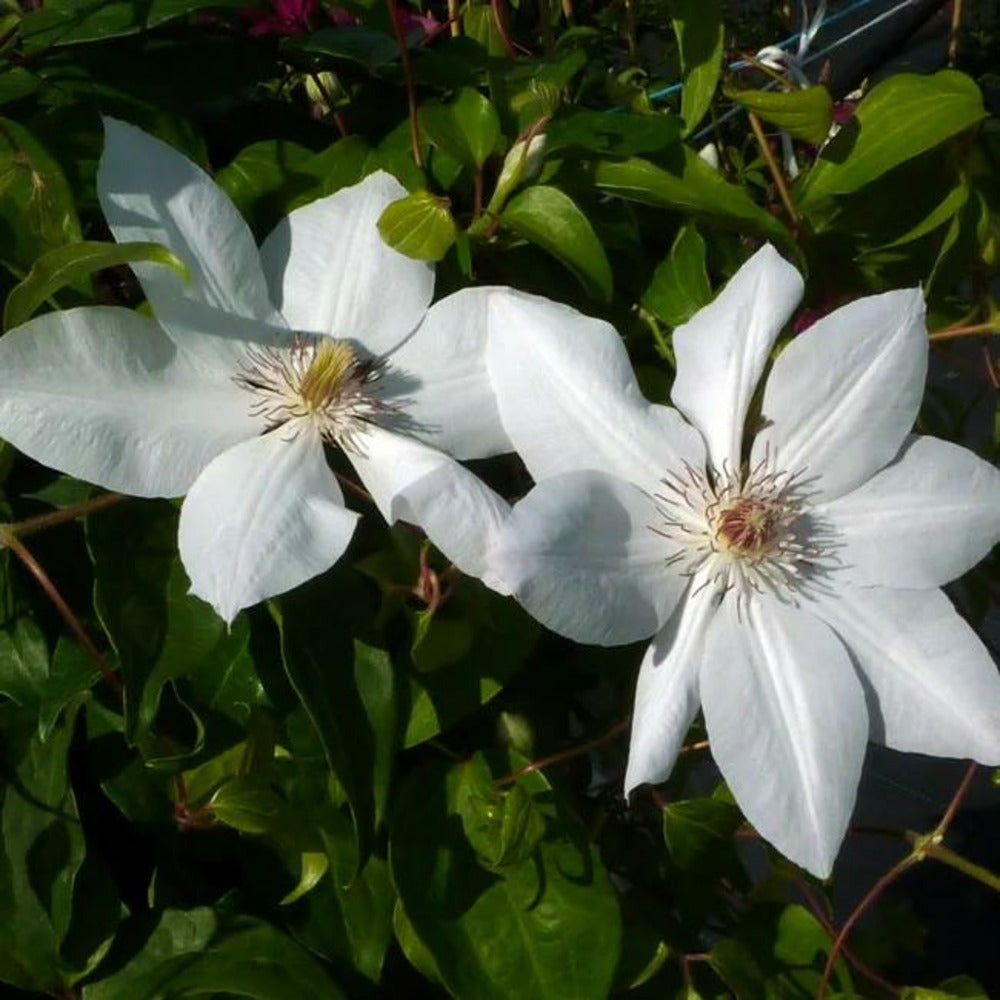  Clématite 'henryi' - Clematis 3l - 60/90cm