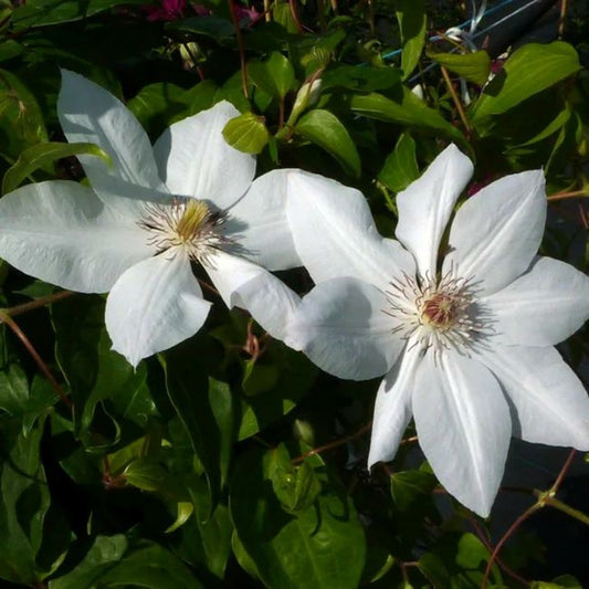  Clématite 'henryi' - Clematis 3l - 60/90cm