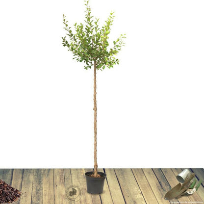  Pommier Transparente De Croncels/[-]pot De 10l - Gobelet 2 Ans - 120/150 Cm