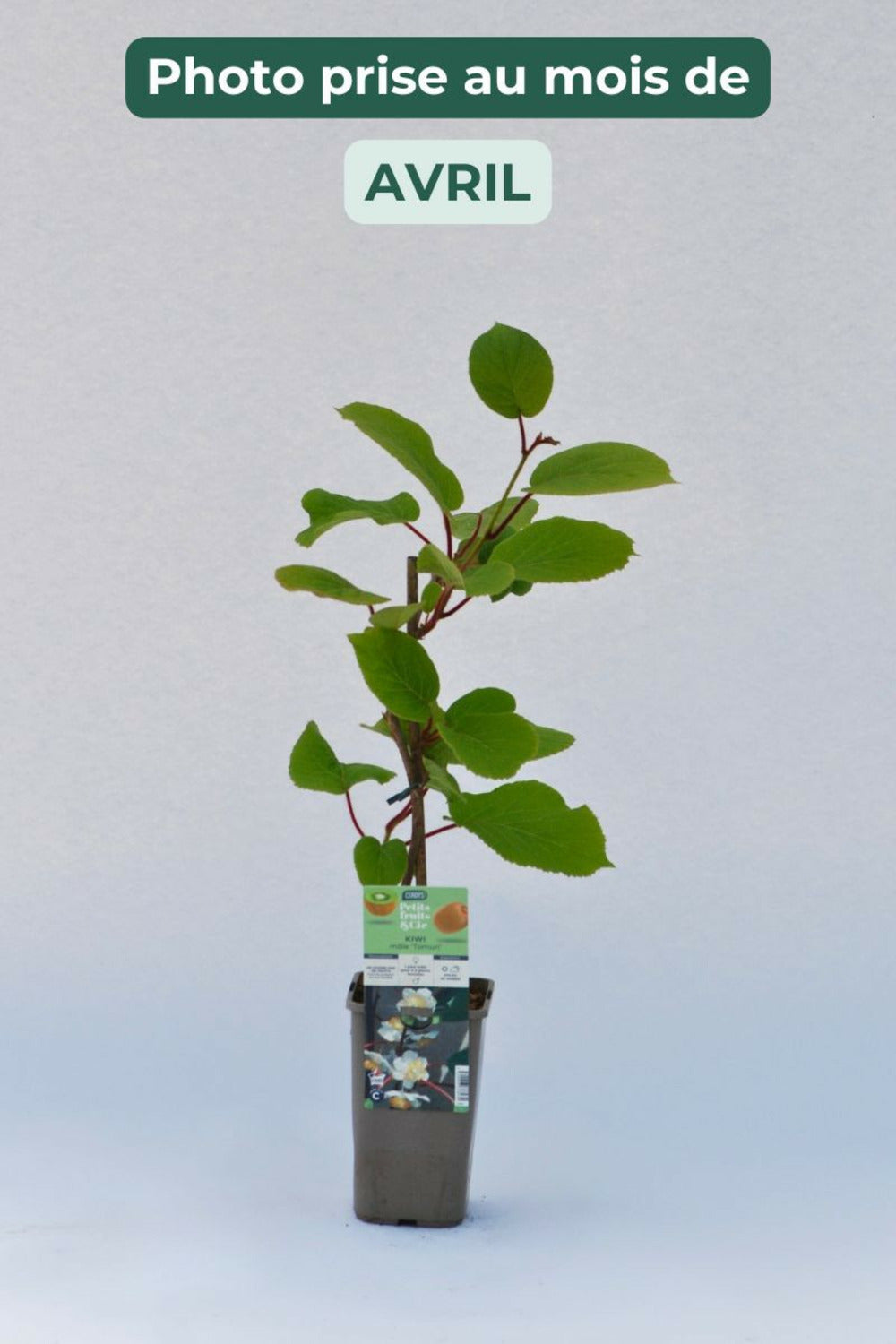  Kiwi Mâle 'tomuri ' Ab - En Pot De 1,5 Litres