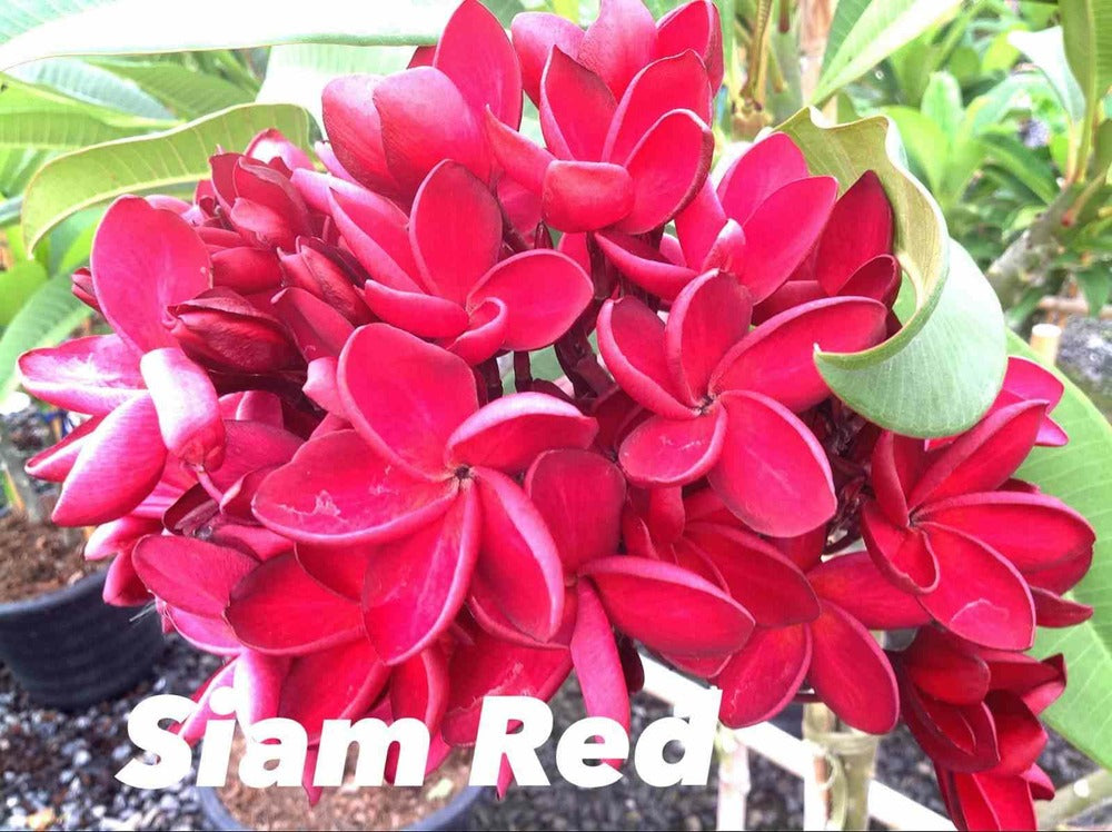  Plumeria Rubra "siam Red" (frangipanier) Pot De 2 Litres ? 20/30 Cm