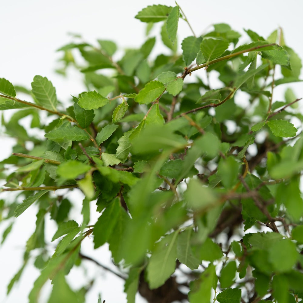  Bonsaï - Bonsai - Hauteur 25-35cm - ⌀29cm
