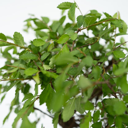  Bonsaï - Bonsai - Hauteur 25-35cm - ⌀29cm