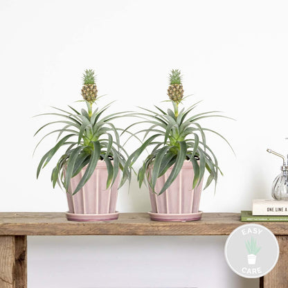  Lot De 2 - Ananas Mi Amigo - Plante Ananas - Plante Anti-ronflement - 30-40 Cm De Haut - Pot 12 Cm
