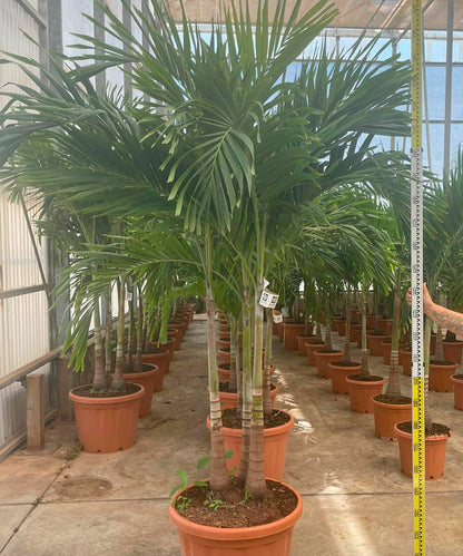  Adonidia Merrillii (veitchia Merrillii- Palmier De Manille) Spécimen Pot De 55l Plusieurs Troncs 225/250cm