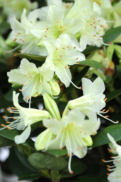  Rhododendron 'shamrock' - En Pot De 4 Litres