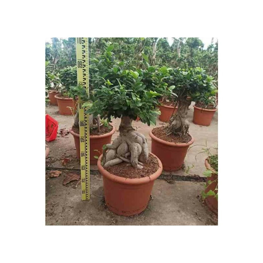  Ficus Microcarpa 'compacta' Ginseng Grosses Racines Pot De 2 Litres ? 20/30 Cm