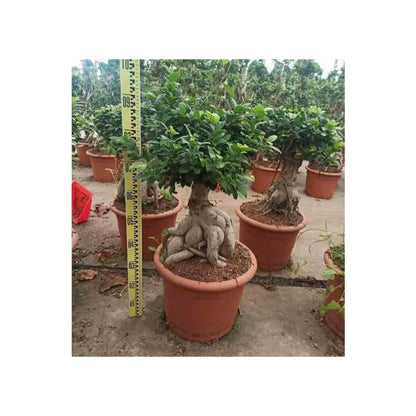  Ficus Microcarpa 'compacta' Ginseng Grosses Racines Pot De 2 Litres ? 20/30 Cm