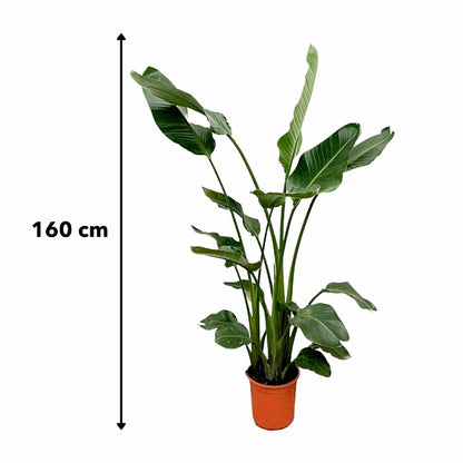  Strelitzia Nicolai 160cm - Plante D'intérieur