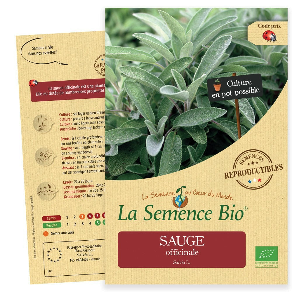  Sauge Officinale - Graines Bio