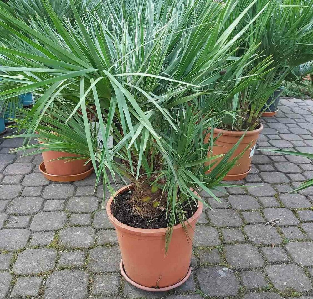  Chamaerops Humilis (palmier Doum)- Pot De 130l 150/175cm