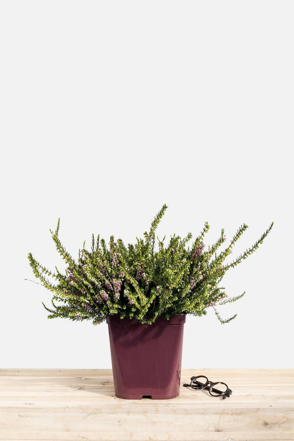  Bruyère D'hiver 'darley Dale' - En Pot De 2 Litres