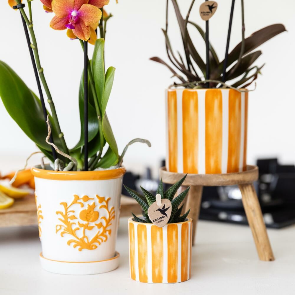  Kolibri Orchids Orchidée Phalaenopsis Orange - Bolzano + Painted Stripe Pot Orange - Taille Du Pot 9cm