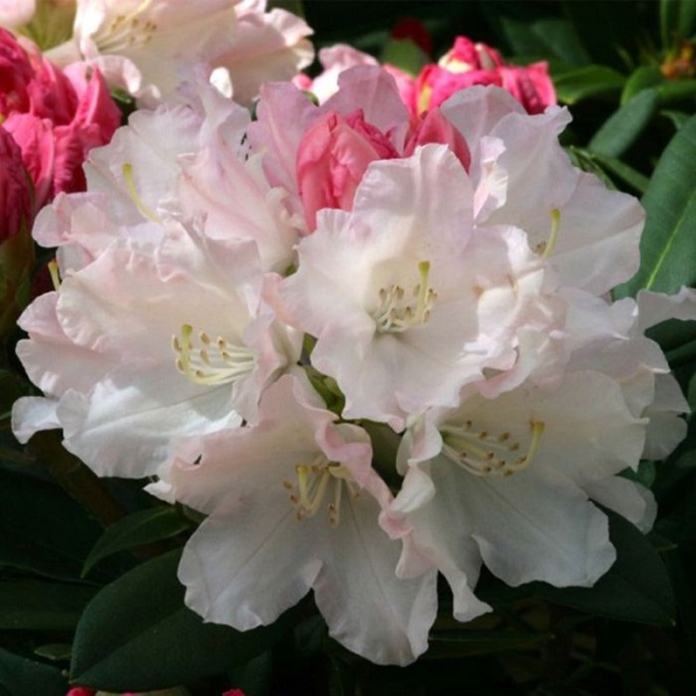  Rhododendron 'dreamland' 30-40 Cm Pot Floraison Rose Tendre Précoce