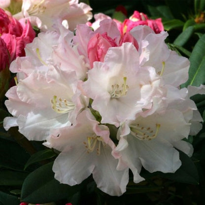  Rhododendron 'dreamland' 30-40 Cm Pot Floraison Rose Tendre Précoce