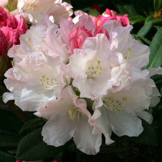  Rhododendron 'dreamland' 30-40 Cm Pot Floraison Rose Tendre Précoce