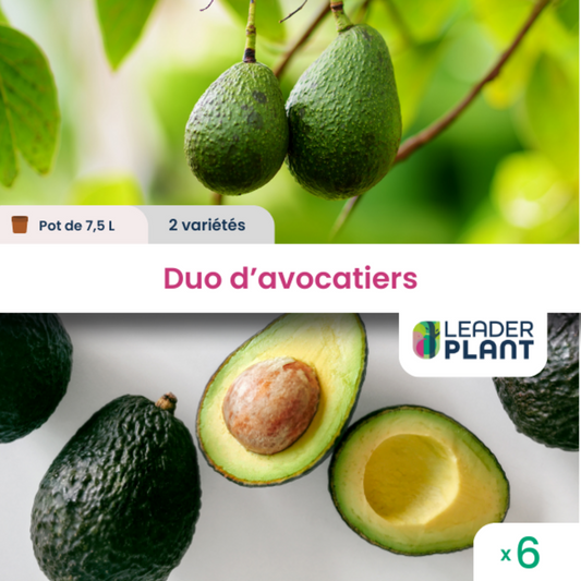  Duo Avocatiers - 2 Variétés - Lots De 6 Pots De 7,5 L