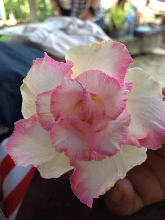  Adenium Obesum Cv.tarte Pinky Couleur Floraison:blanc Et Rose - Caudex D'environ 2000g 25/30cm Très Gros Caudex