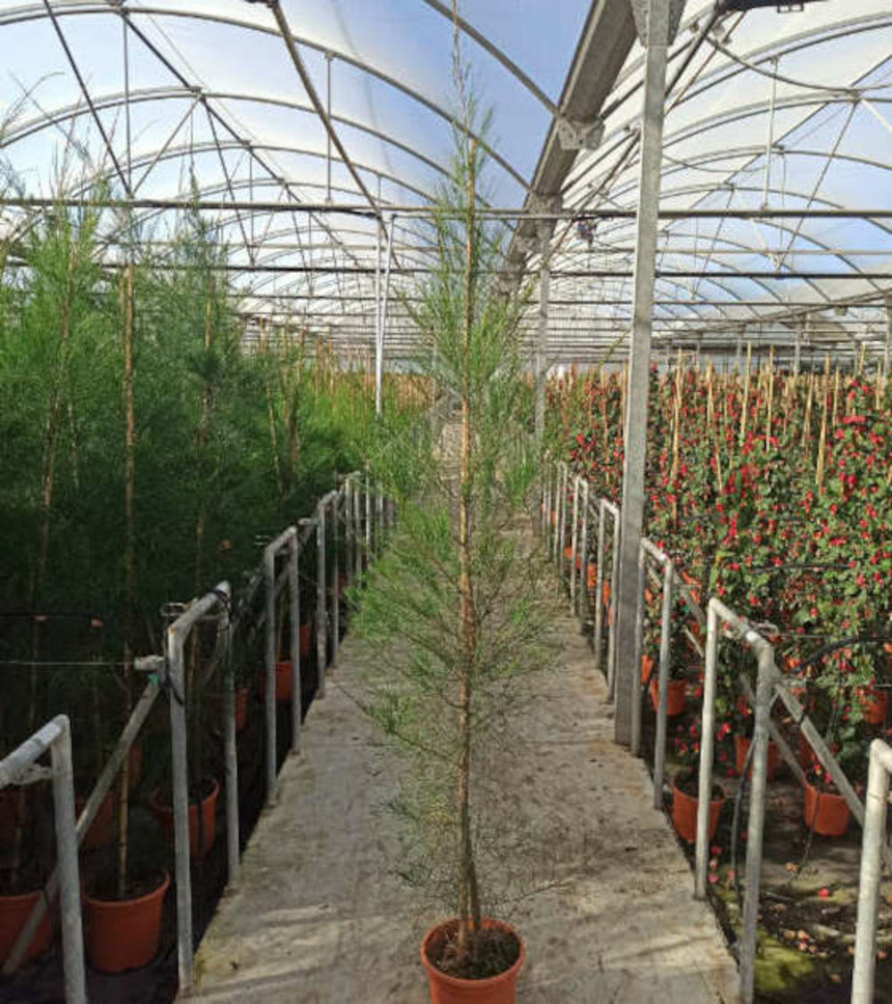  Casuarina Cunninghamiana (filao) Pot De 25l- 125/150cm
