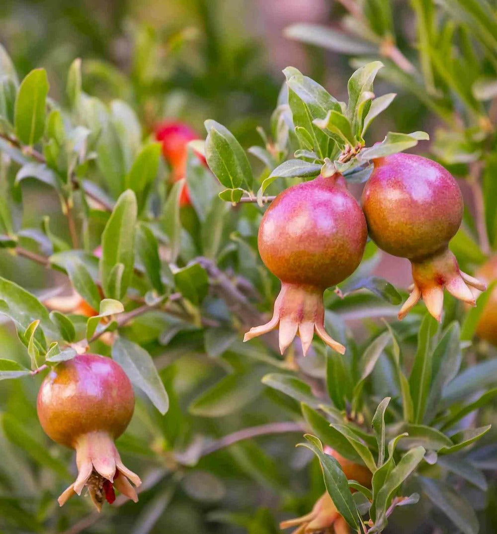  Punica Granatum (grenadier à Fruits) Pot 230l - 175/200cm - Péri 50/60