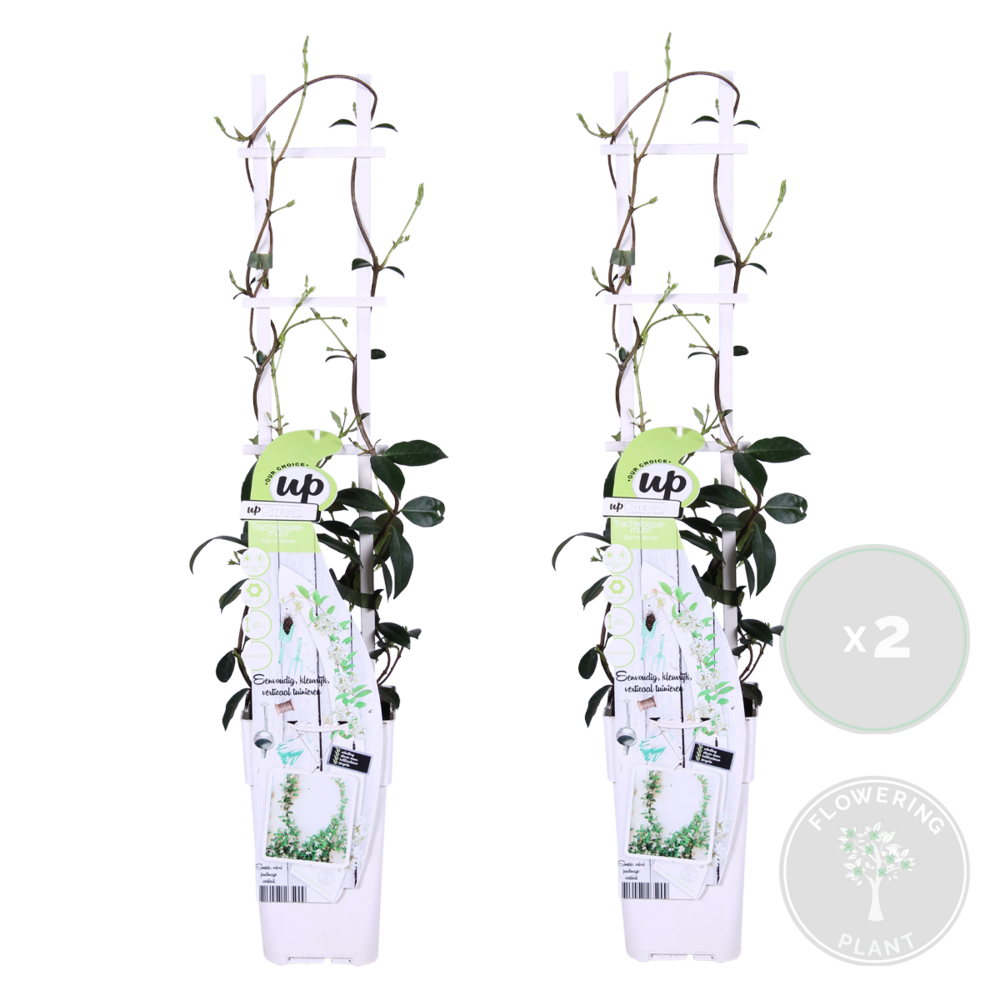  Lot De 2 - Trachelospermum Jasminoides - Jasmin étoilé Blanc - 50-70 Cm De Haut - Pot 15 Cm