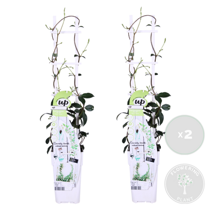  Lot De 2 - Trachelospermum Jasminoides - Jasmin étoilé Blanc - 50-70 Cm De Haut - Pot 15 Cm