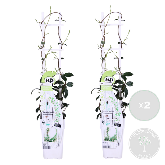  Lot De 2 - Trachelospermum Jasminoides - Jasmin étoilé Blanc - 50-70 Cm De Haut - Pot 15 Cm