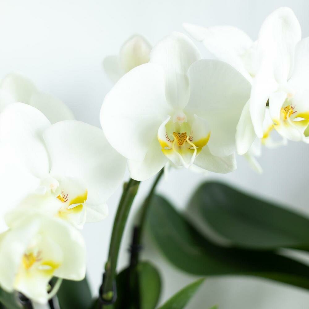  Orchidée Phalaenopsis Blanche - Jewel Ghent - Taille Du Pot 12cm - Frais Du Producteur