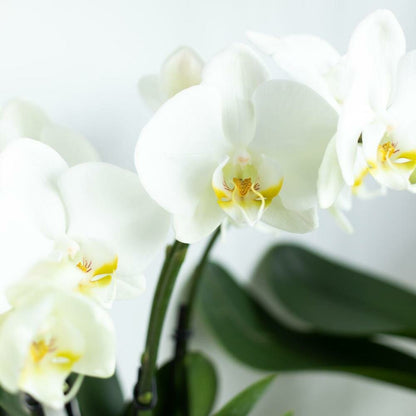  Orchidée Phalaenopsis Blanche - Jewel Ghent - Taille Du Pot 12cm - Frais Du Producteur