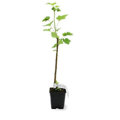  Cassissier 'andega' Bio (ribes Nigrum 'andega')