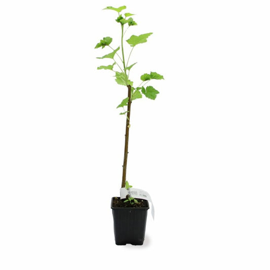  Cassissier 'andega' Bio (ribes Nigrum 'andega')