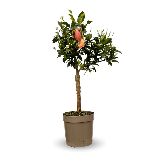  Citronnier Rosso - Agrume Méditerranéen - Arbre Fruitier - ↕ 75-85 Cm - ⌀ 22 Cm