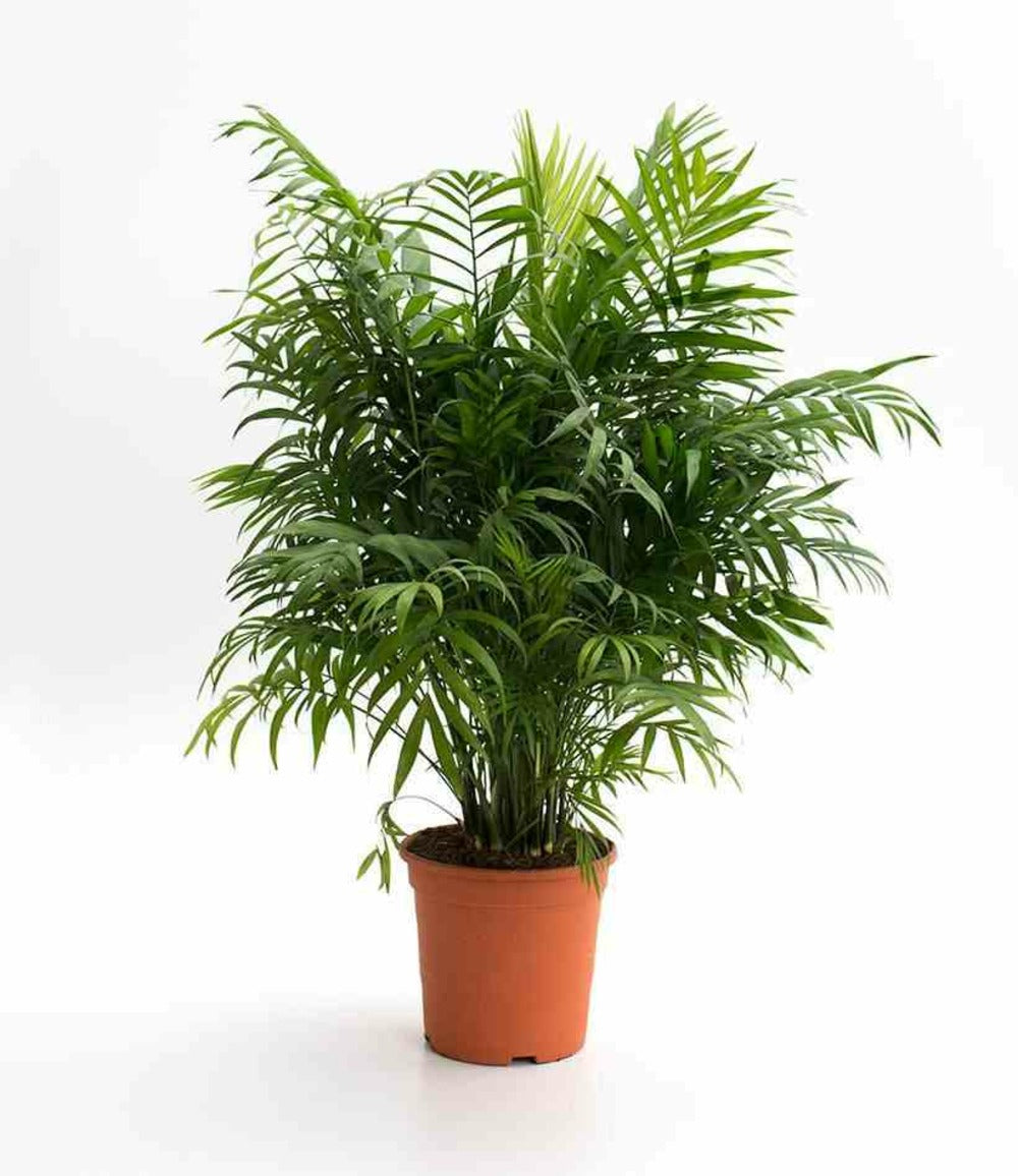  Chamaedorea Elegans (chamédorée - Palmier De Montagne) Pot De 0,5 Litre - 20/30 Cm