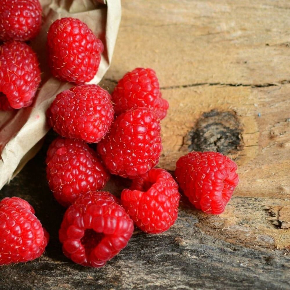  Framboisier Rustica® 'yummi'/[-]pot De 3l - 30/60 Cm
