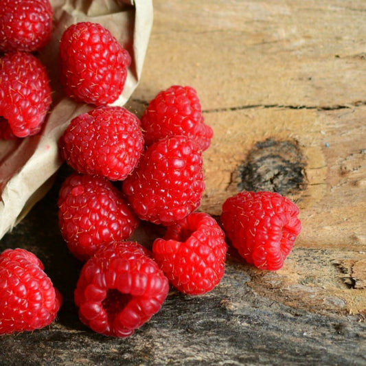  Framboisier Rustica® 'yummi'/[-]pot De 3l - 30/60 Cm