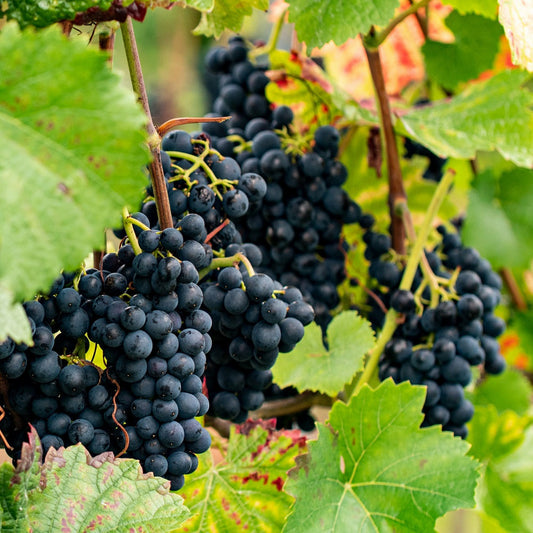  Vigne Regent - Le Pot / 2l / Hauteur Livrée 40-50cm