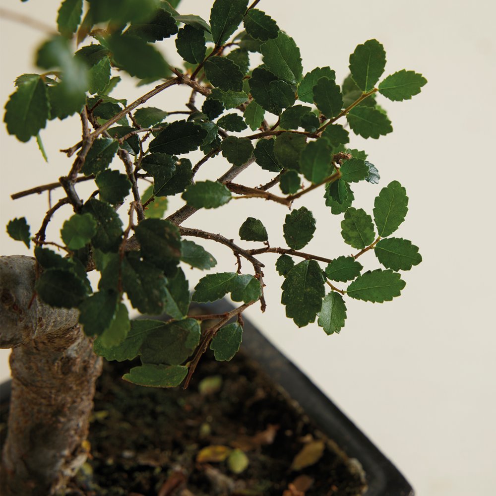  Bonsaï Zelkova - Forme En S - Bonsaï - Plantes D'intérieur - Hauteur 20-30 Cm - 15 Cm De Large