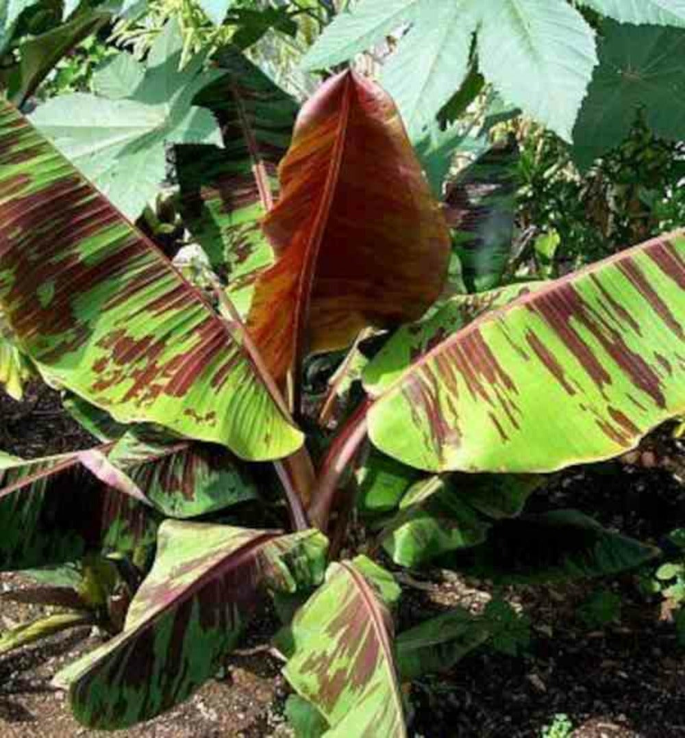  Bananier Musa Sikkimensis Cv. "red Tiger" (manipour) Pot De 2 Litres - 20/40 Cm