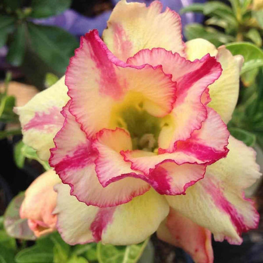  Adenium Obesum Cv.thong Yodet Rouge - Caudex D'environ 300g 20/25cm