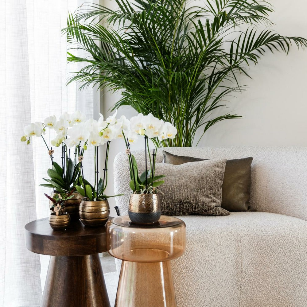  Offre Combinée : 2 Orchidées Phalaenopsis Blanches En Fleurs Cm - Plante D'intérieur